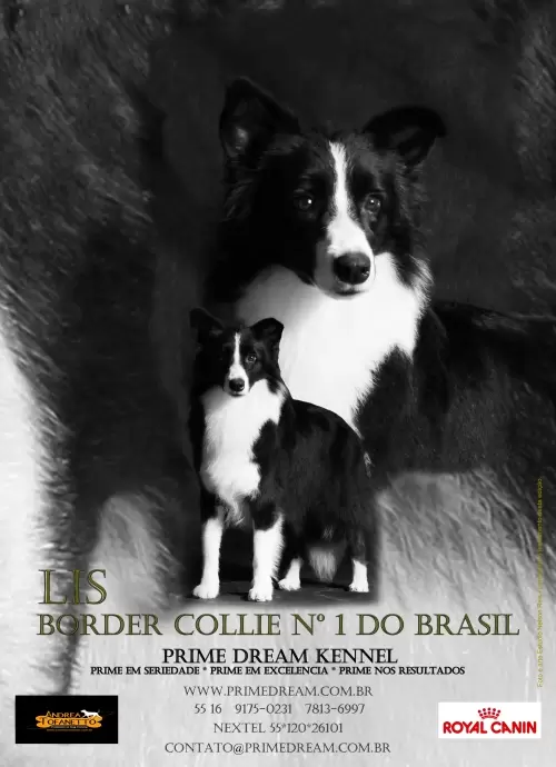 Lis - Revista Best in Show lançada na expo da CBKC, dia 25/05/2012 página 59

Lis - Best in Show Magazine published at CBKC show, day 05/25/2012 page 59