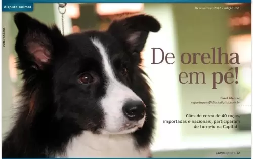 Lis na reportagem sobre a exposição de cães ocorrida em Campo Grande-MS.
