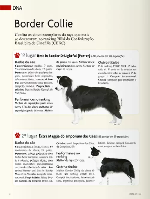 Nossa querida Maggie na revista Cães & Cia, Edição 433, página 48. Muito orgulho dessa garota. Ela é a 2º Melhor Border Collie do Brasil de 2014.

My lovely girl Maggie at Cães & Cia Magazine, Edition 433th page 48. I'm very proud of her. She is the #2 Brazilian Border Collie of 2014.