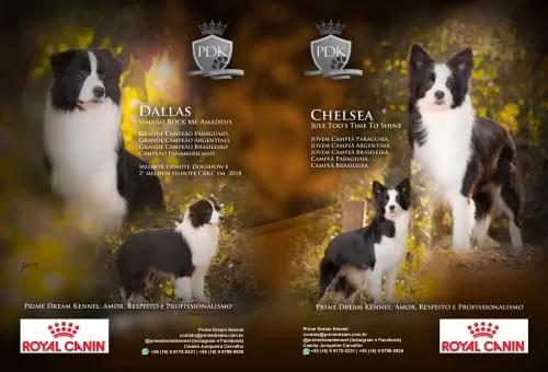Dallas e Chelsea - Revista Cães de Fato - Ed 123 Pág. 32 e 33