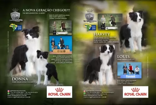 Donna, Harvey e Louis - Revista Cães de Fato - Ed 131 Pág. 92 e 93
