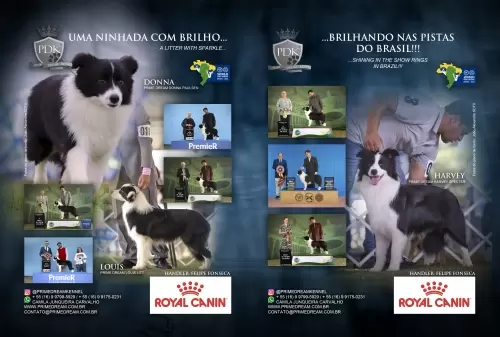 Donna, Harvey e Louis - Revista Cães de Fato - Ed 131 Pág. 94 e 95